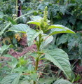 Amaranthus Retroflexus